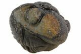 Bumpy Enrolled Morocops (Phacops) Trilobite #86439-2